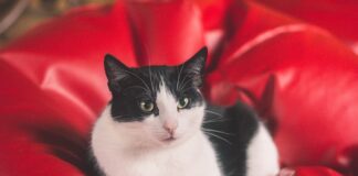 Kot terapeuta, czyli felinoterapia