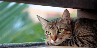 Karma ROYAL CANIN Indoor dla kota seniora