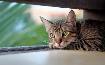 Karma ROYAL CANIN Indoor dla kota seniora