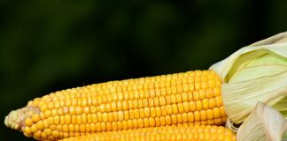 ile gotować kukurydzę