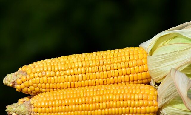 ile gotować kukurydzę