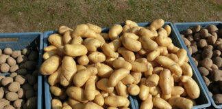 ile gotować ziemniaki