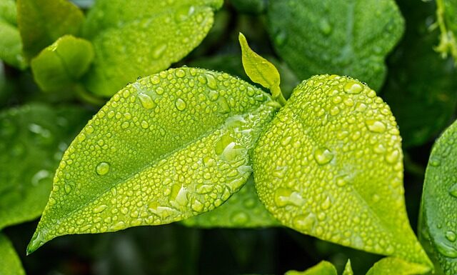 Jak pozbyć się zielonych glonów z akwarium?