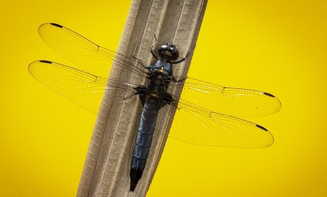 Czy warto kupić skimmer do basenu?