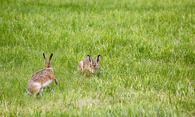 Jak wybrać lampę solarną?