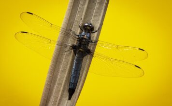 Czy skimmer jest potrzebny w akwarium?