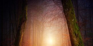 Gdzie wyrzucić gałęzie z choinki?